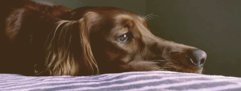 sad dog laying on the bed