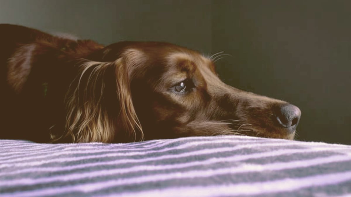 sad dog laying on the bed
