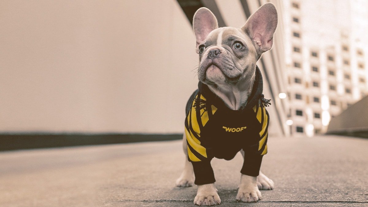 french bulldog wearing hoodie looking