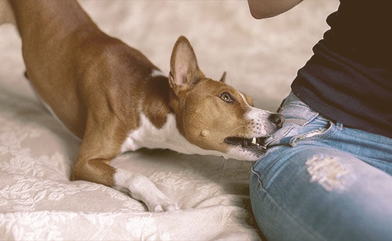 Dog Doesn’t Want To Feel Lonely