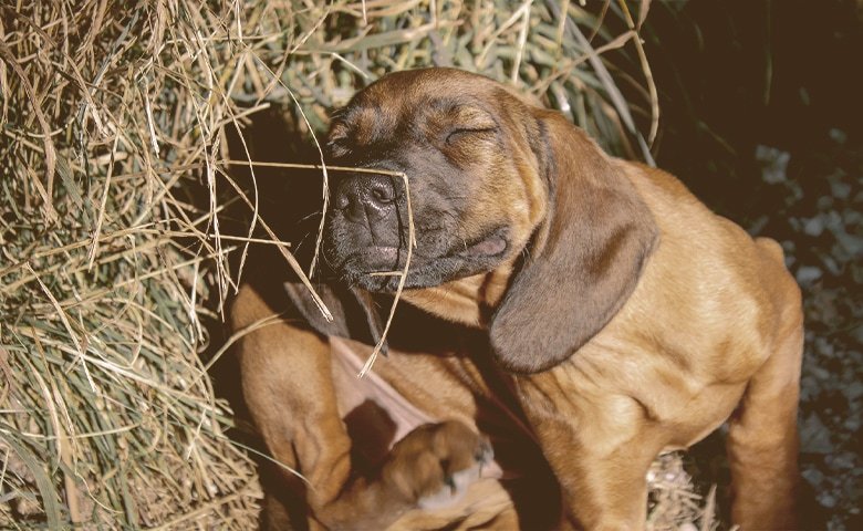 Dog Scratching His Ears