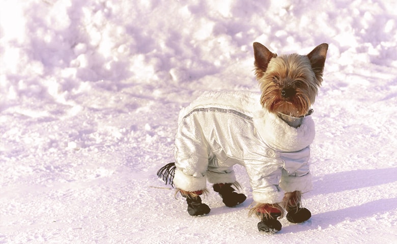 Dog Winter Gear Dog Winter Gear