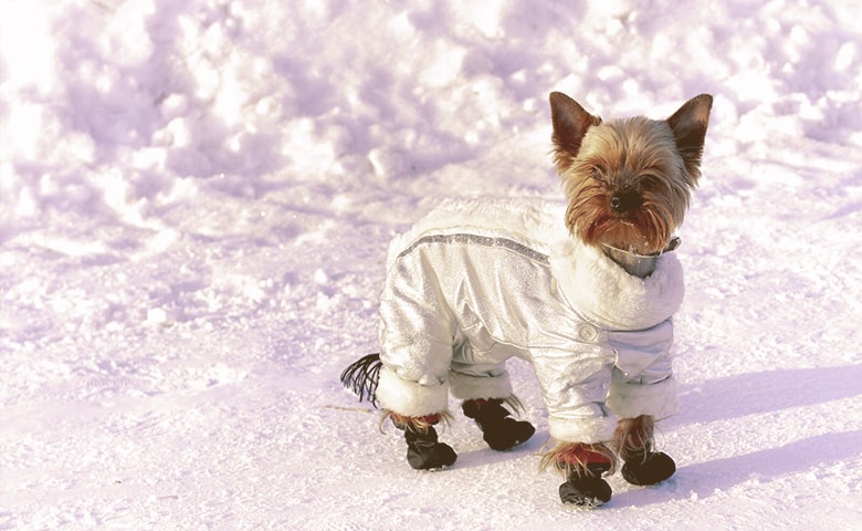 Dog Winter Gear