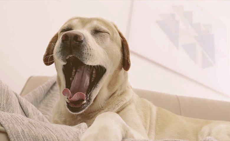 Dog Yawning