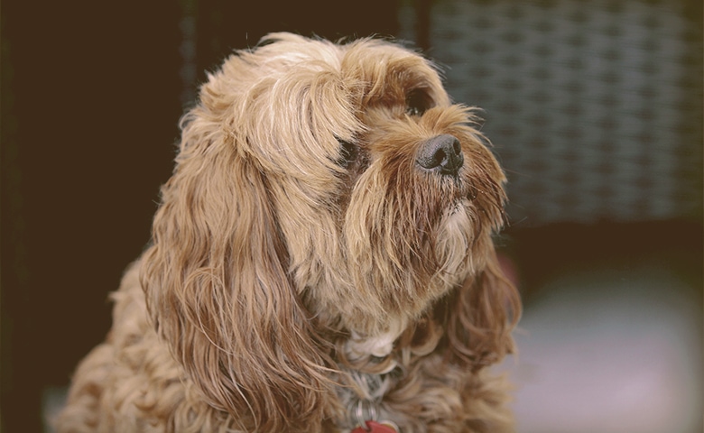 dog looking up