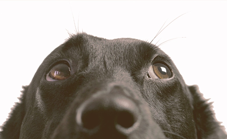 dog looking up dog looking up