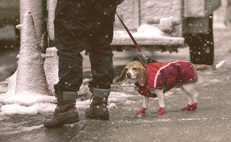 Dog walking on the cold weather