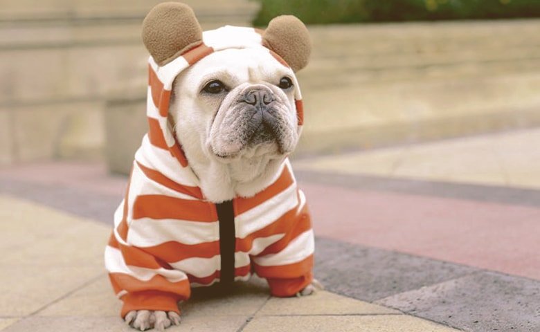 Try Clothing on Your Bulldog and See Frenchie with Hoodies