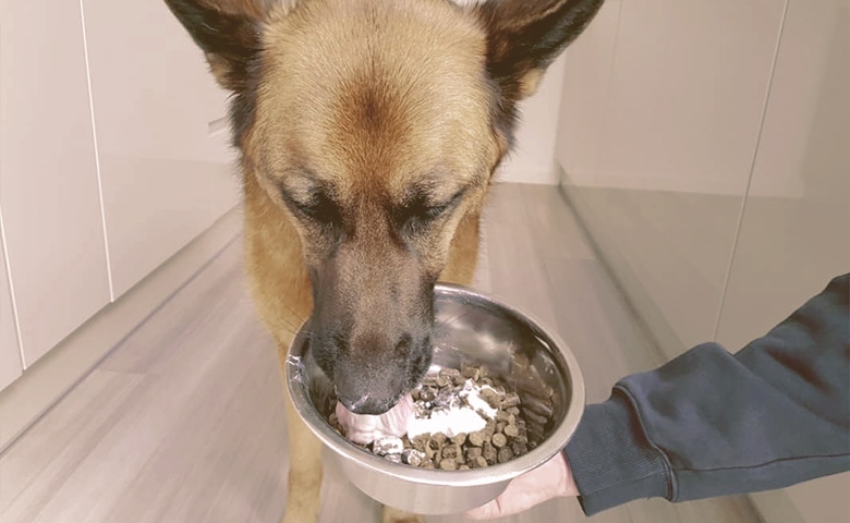 Owner feeding german shepherd dog yogurt mixed with dog food