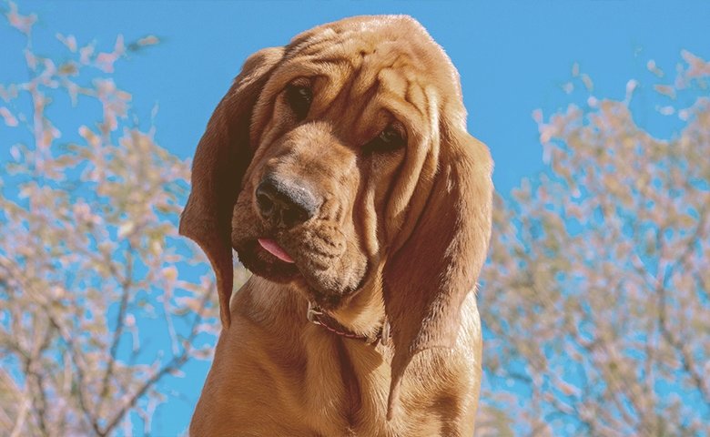 Hound Bloodhound looking down