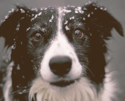 dog looking with snow on the head