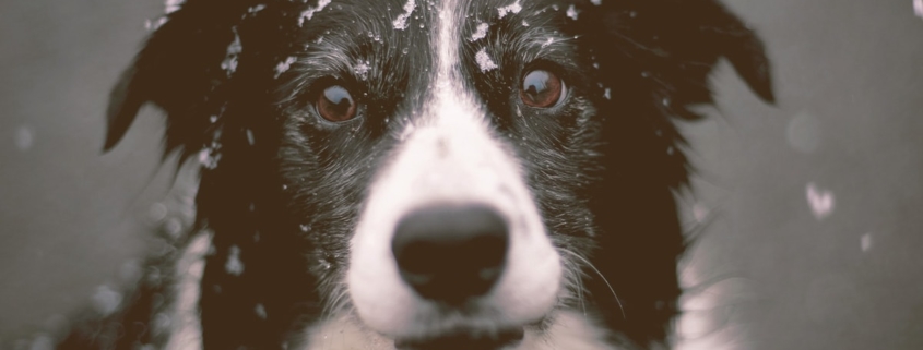 dog looking with snow on the head