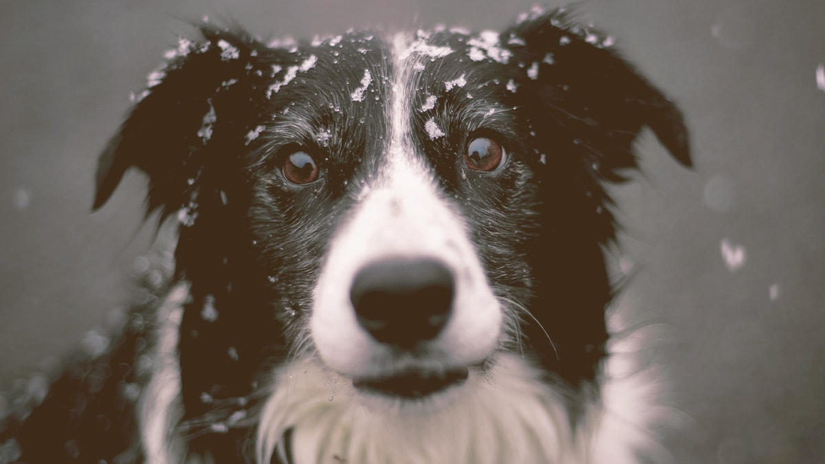 dog looking with snow on the head