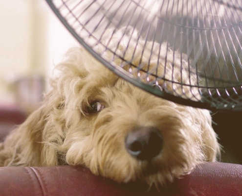dog cooling in front a fan