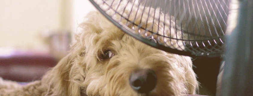 dog cooling in front a fan