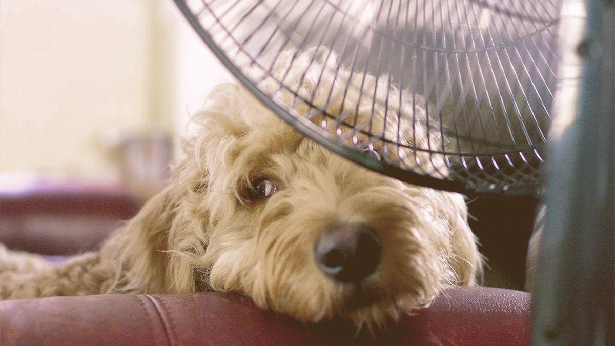 dog cooling in front a fan
