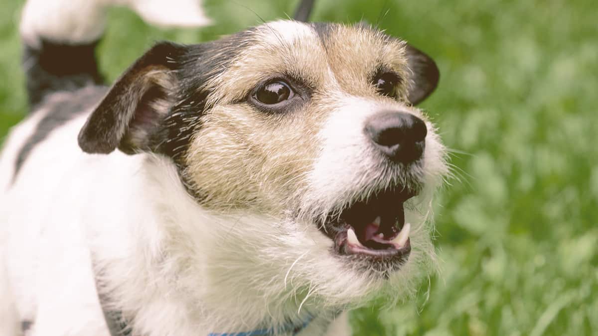 dog barking