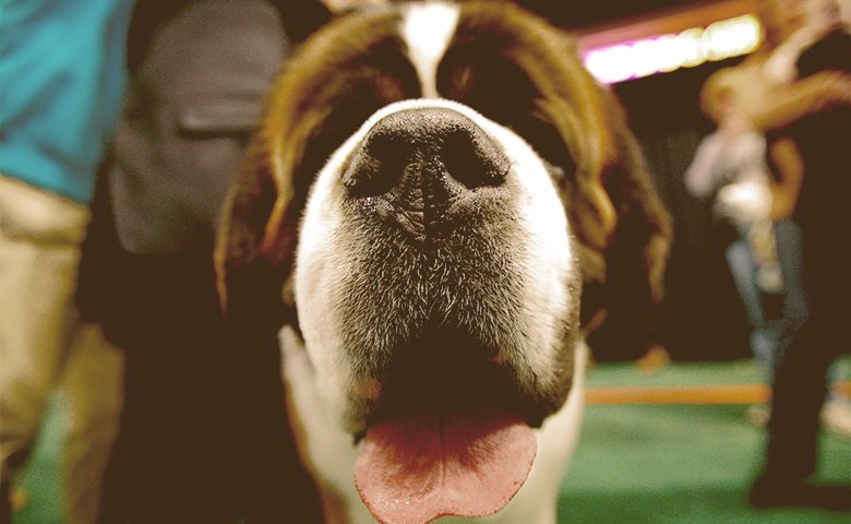 Their Noses Are Powerful Saint Bernard with nose standing out