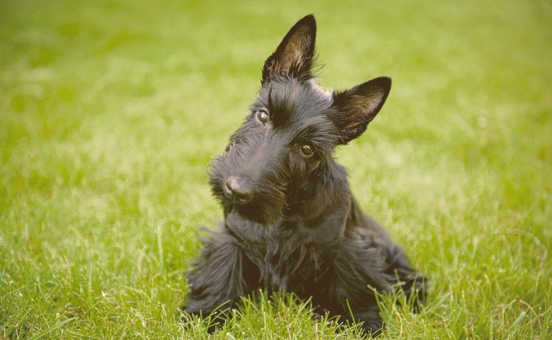 Terrier Scottish Terriers on the grass looking funny
