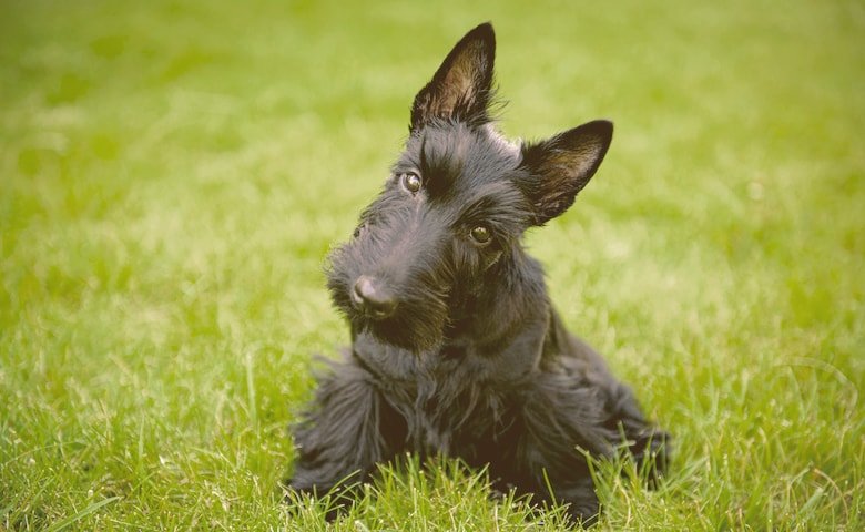 Scottish Terriers on the grass looking funny