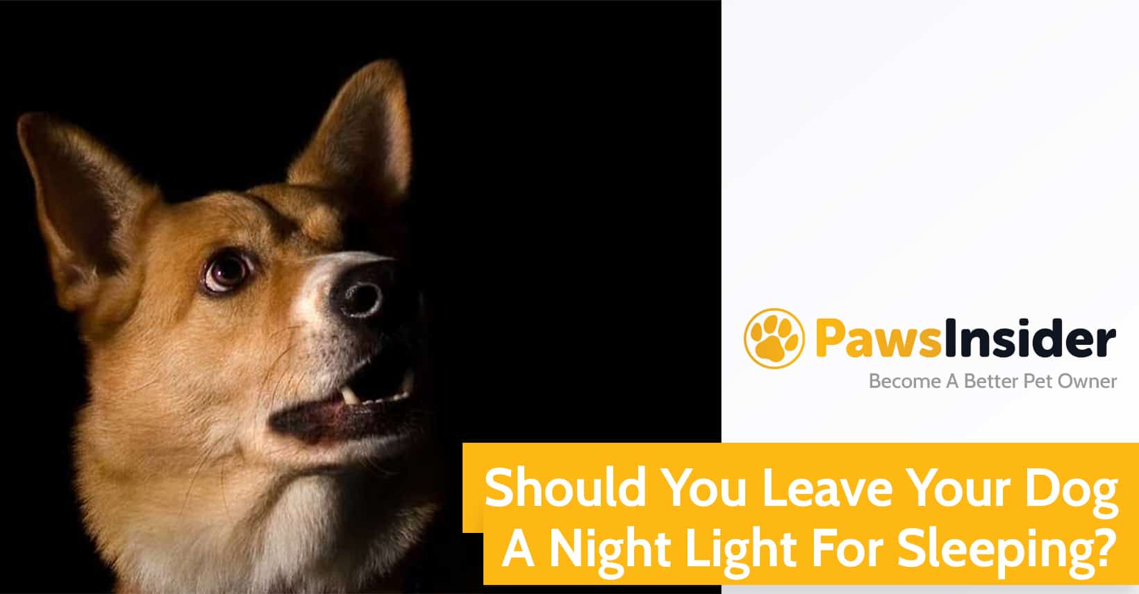 Should You Leave Your Dog a Night Light for Sleeping?