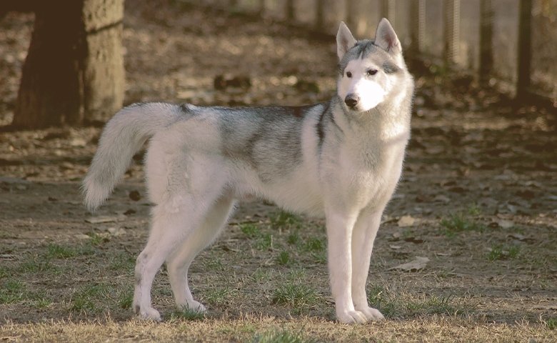 Siberian Huskies on the hoods