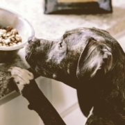 Dog waiting for his food