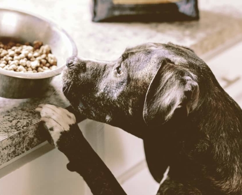 Dog waiting for his food