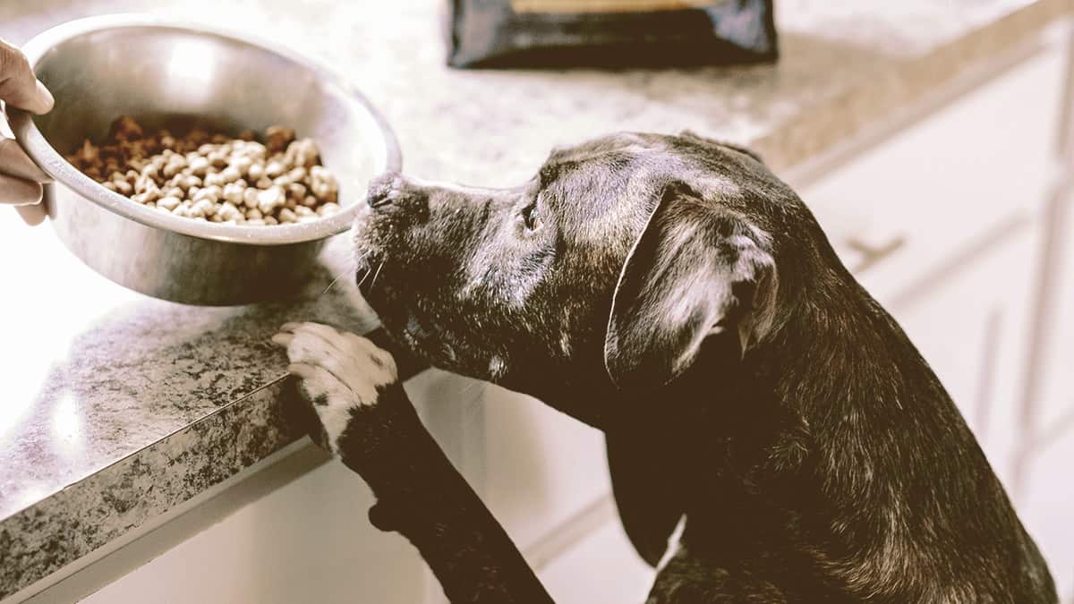 Dog waiting for his food