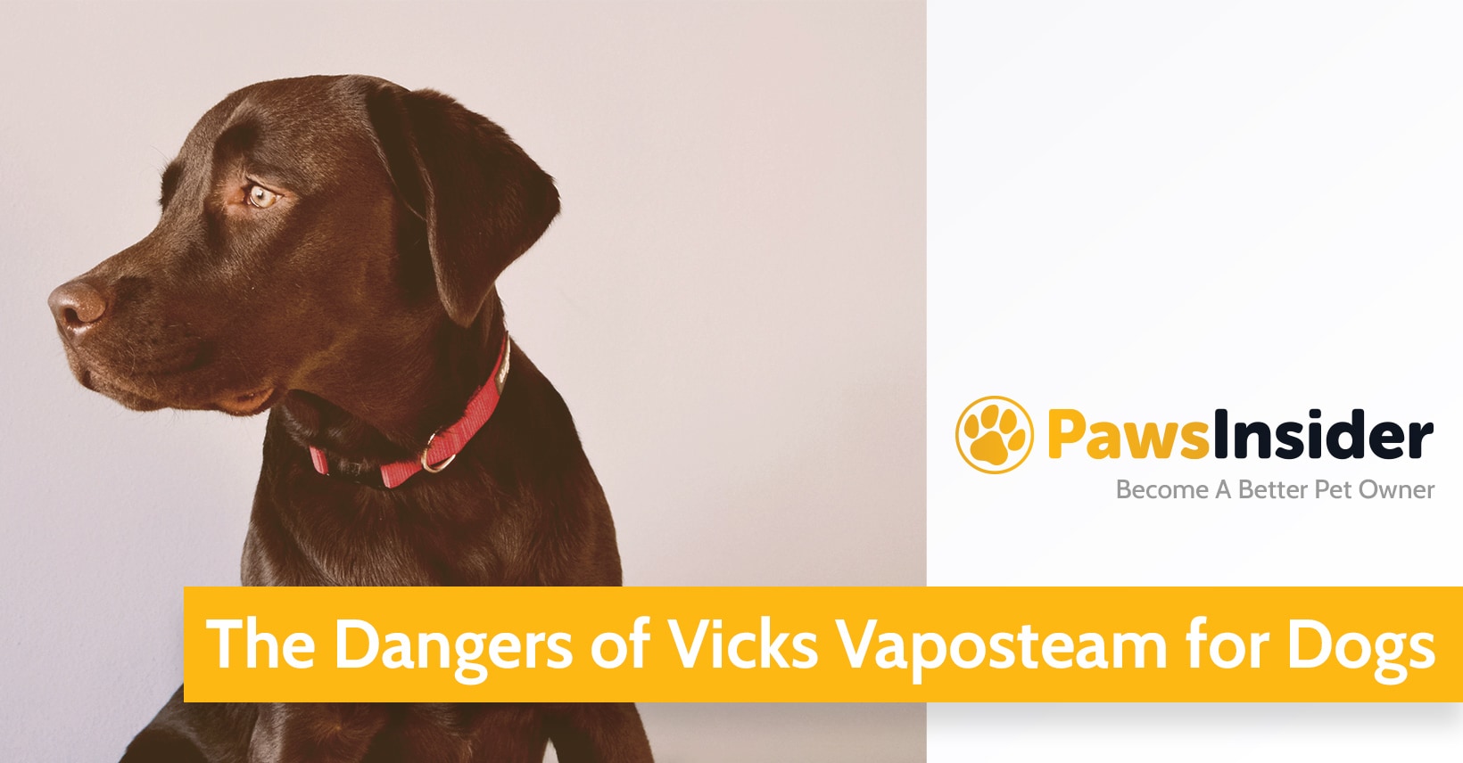 How Much Vicks Is Toxic To Dogs The Dangers Of Vicks Vaposteam For Dogs // Paws Insider