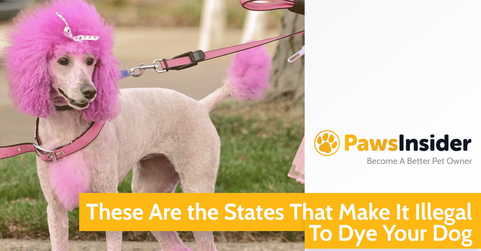 Is Dyeing Your Dogs Hair Illegal