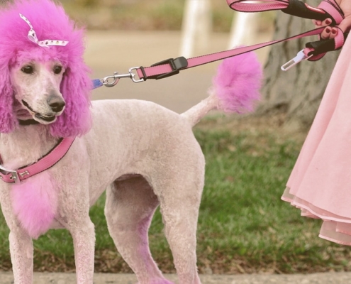 dog dyed princess pink