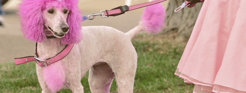 dog dyed princess pink