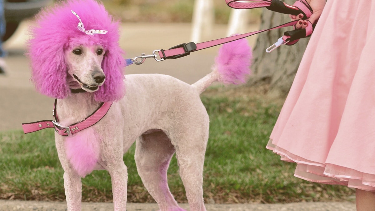 dog dyed princess pink