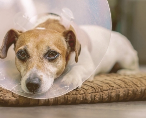 dog with cone on resting
