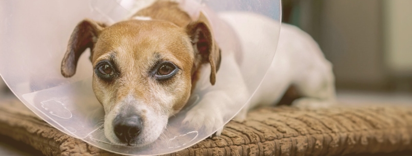 dog with cone on resting