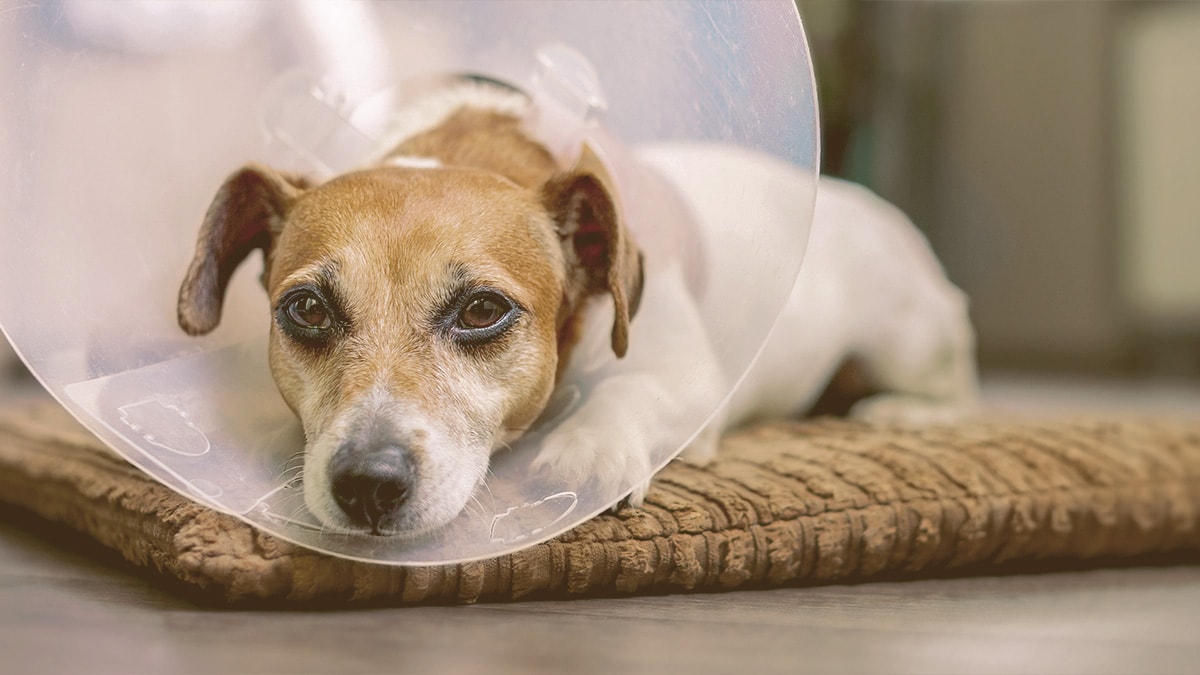 dog with cone on resting