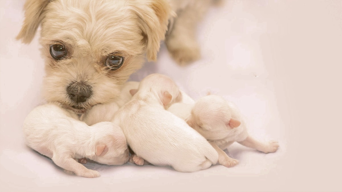 mon with puppies