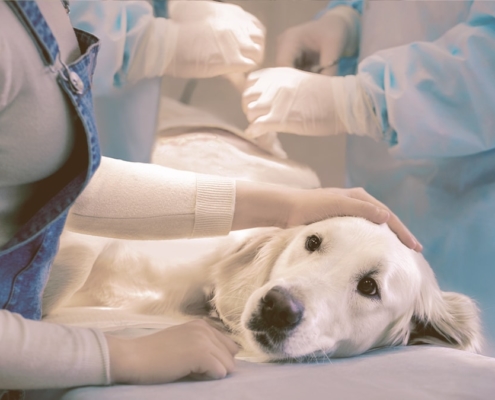 dog getting ready for surgery with vet