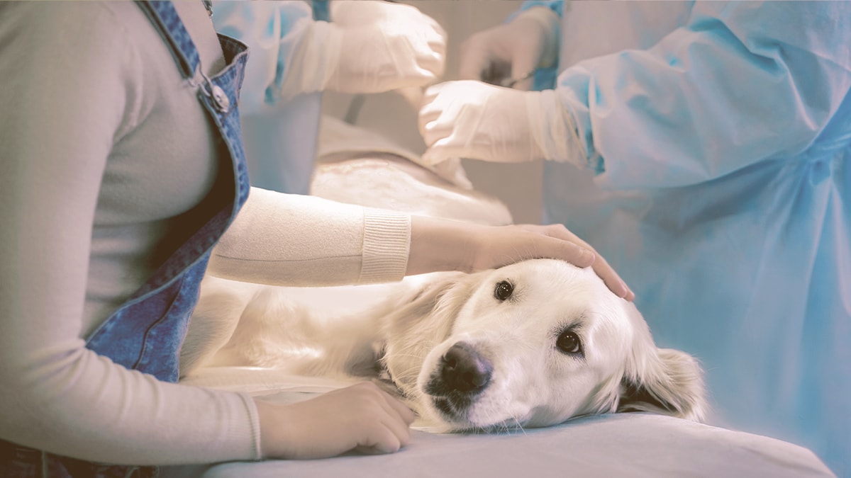 dog getting ready for surgery with vet