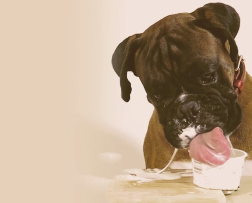 dog eating yogurt
