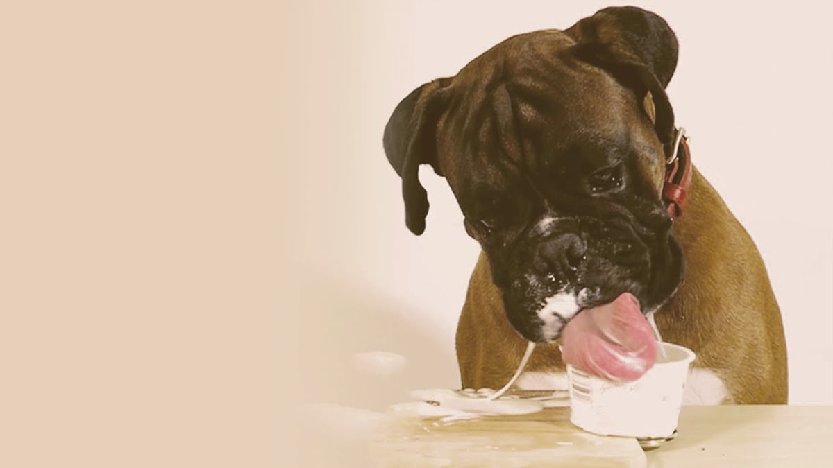 you can feed your dog yogurt
