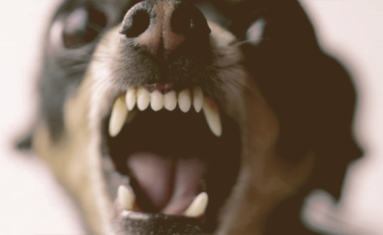 angry chihuahua angry chihuahua