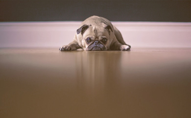 bulldog laying on the floor