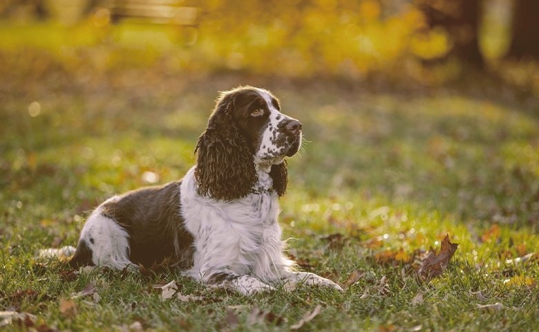 Sporting/Hunting cocker spaniel Hunting
