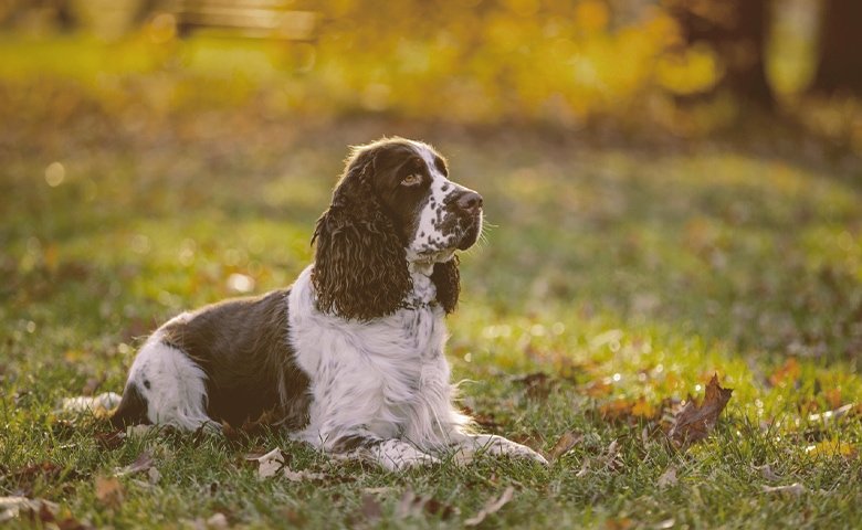 cocker spaniel Hunting