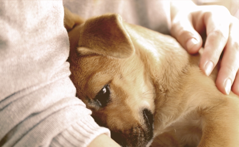 cuddle pupy cuddle pupy