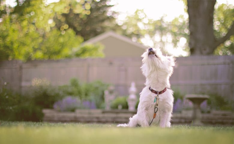 dog barking in yard dog barking in yard
