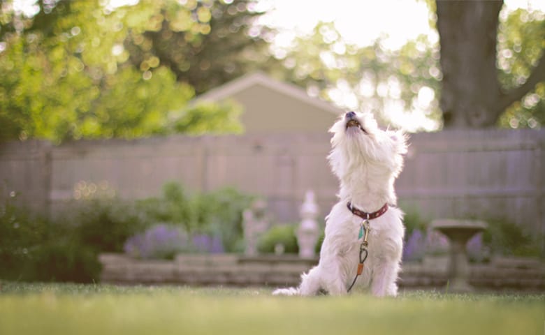 dog barking in yard