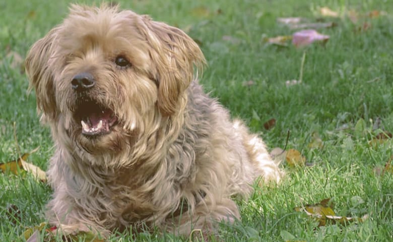 dog barking on the grass